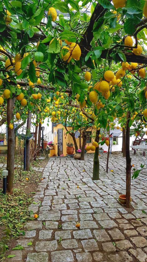 Il Limoneto Degli Angeli Villa Minori Eksteriør bilde
