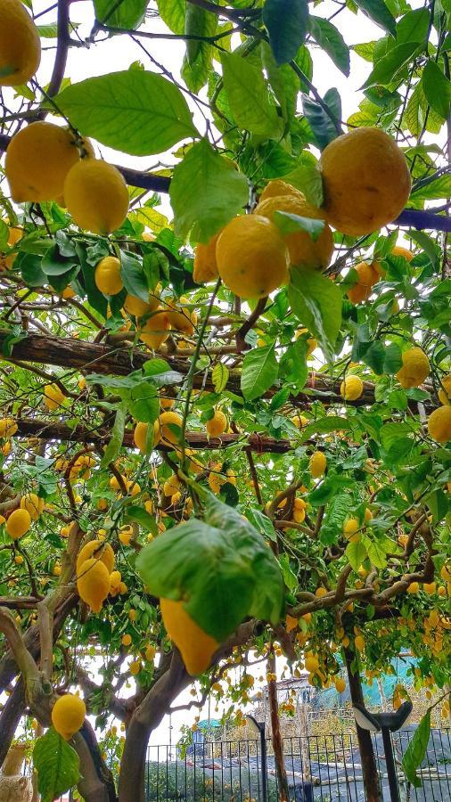 Il Limoneto Degli Angeli Villa Minori Eksteriør bilde