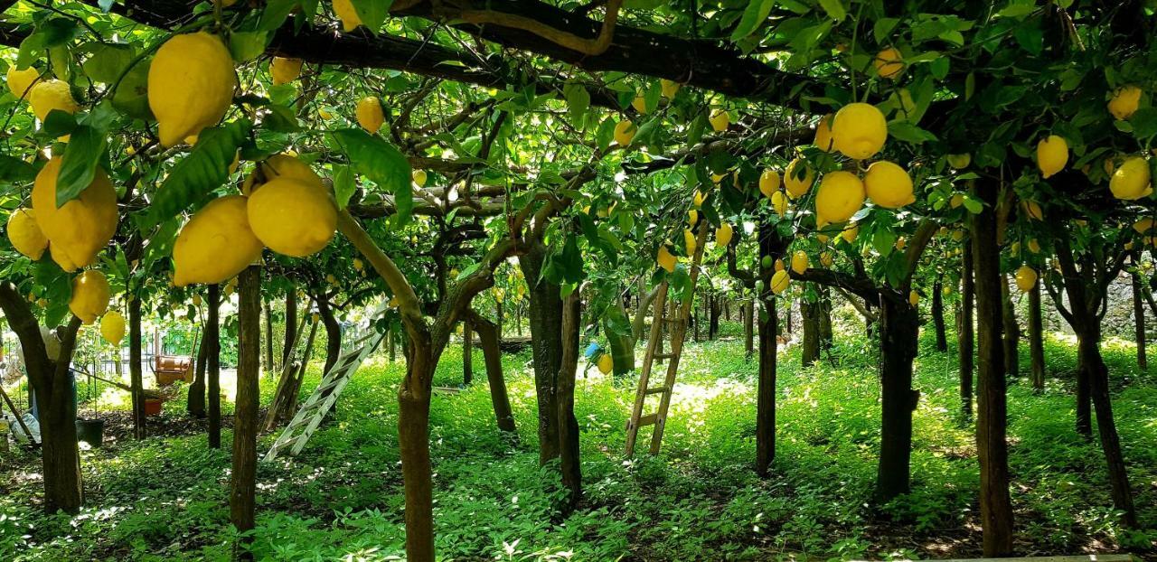 Il Limoneto Degli Angeli Villa Minori Eksteriør bilde