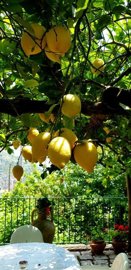 Il Limoneto Degli Angeli Villa Minori Eksteriør bilde